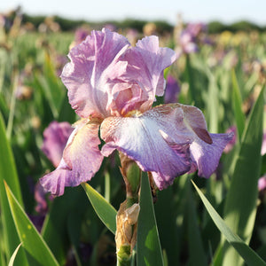 California Wine Festival Bearded Iris Rhizomes – Burgundy & Purple Reblooming Iris (3 or 9 pack)