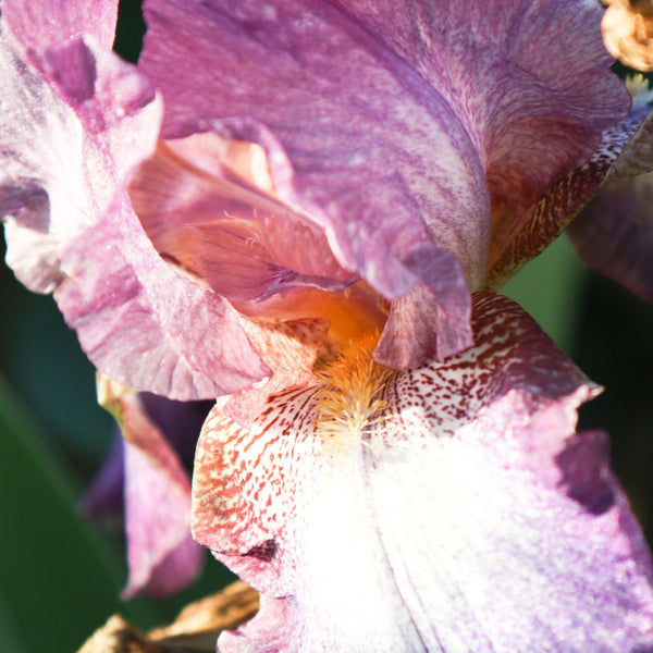 California Wine Festival Bearded Iris Rhizomes – Burgundy & Purple Reblooming Iris (3 or 9 pack)