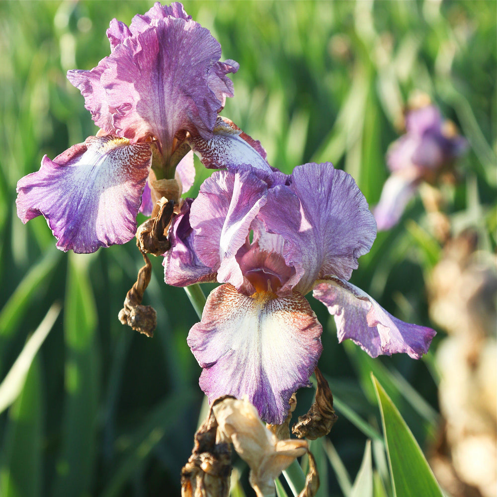California Wine Festival Bearded Iris Rhizomes – Burgundy & Purple Reblooming Iris (3 or 9 pack)