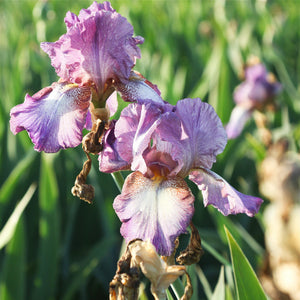 California Wine Festival Bearded Iris Rhizomes – Burgundy & Purple Reblooming Iris (3 or 9 pack)
