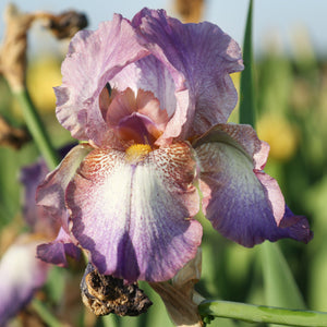 California Wine Festival Bearded Iris Rhizomes – Burgundy & Purple Reblooming Iris (3 or 9 pack)
