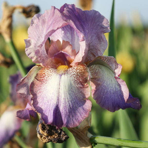 California Wine Festival Bearded Iris Rhizomes – Burgundy & Purple Reblooming Iris (3 or 9 pack)