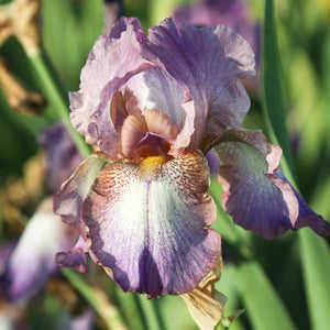 California Wine Festival Bearded Iris Rhizomes – Burgundy & Purple Reblooming Iris (3 or 9 pack)