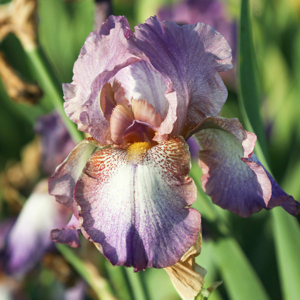 California Wine Festival Bearded Iris Rhizomes – Burgundy & Purple Reblooming Iris (3 or 9 pack)