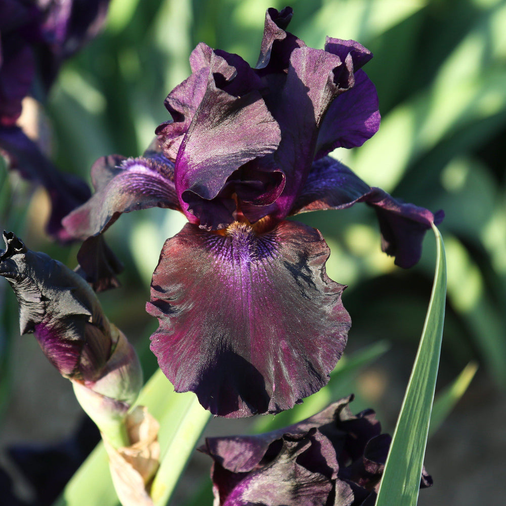 Bearded Iris Califlora Superstition – Almost Black Reblooming Iris Rhizomes (3 or 9 pack)