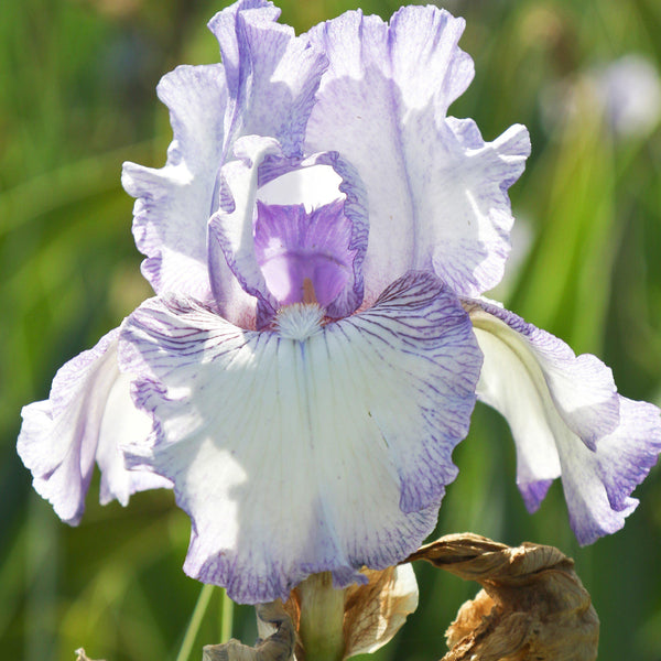 Bearded Iris Earl of Essex – Reblooming White & Purple Iris Rhizomes (3 or 9 pack)