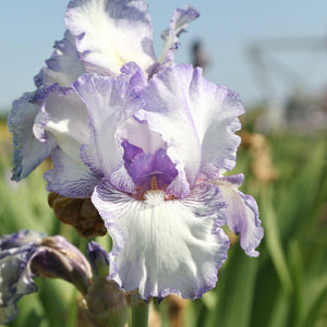 Bearded Iris Earl of Essex – Reblooming White & Purple Iris Rhizomes (3 or 9 pack)