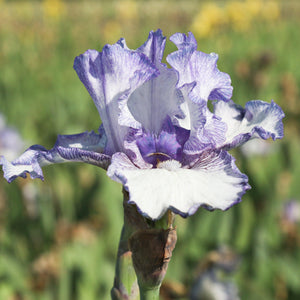 Bearded Iris Earl of Essex – Reblooming White & Purple Iris Rhizomes (3 or 9 pack)