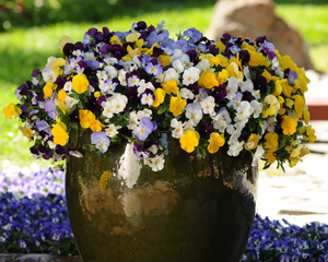 Cool Wave Trailing Hybrid Mix Pansy Seeds