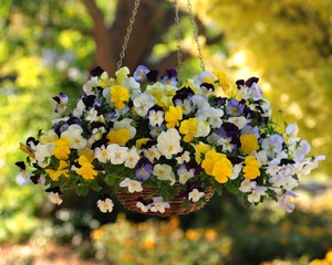 Cool Wave Trailing Hybrid Mix Pansy Seeds