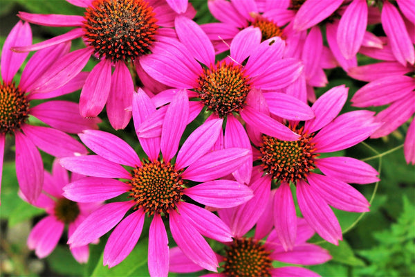 Bright Star Coneflower Seeds