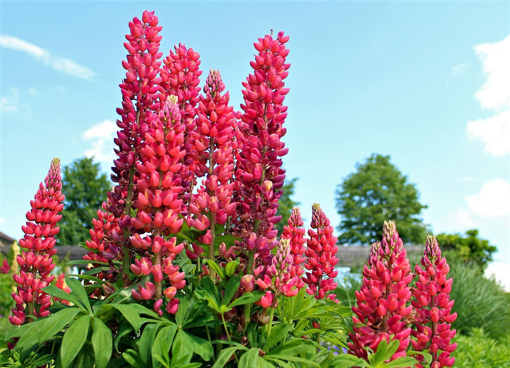 Red Lupine 'My Castle' Seeds