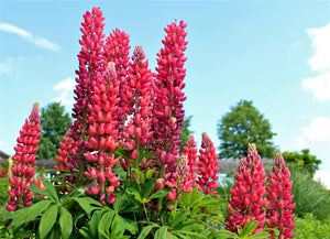 Red Lupine 'My Castle' Seeds