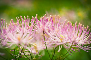 Columbine Meadow Rue Seeds