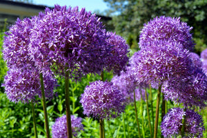 Star of Persian Allium Seeds