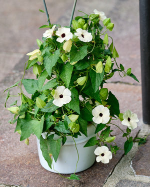 Black-Eyed Susan Vine Seeds - Mixed Thunbergia