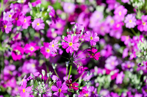 Fairy Primrose Seeds