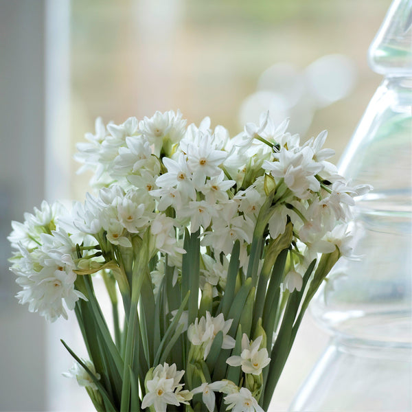 Narcissus Nir Paperwhite Bulbs 17+cm – Fragrant White Indoor Forcing Flowers (10 or 20 count)