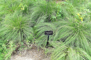 Prairie Dropseed Grass Seeds