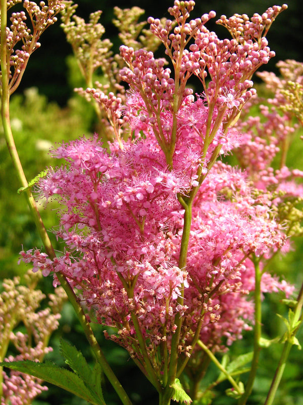 Queen of the Prairie Seeds