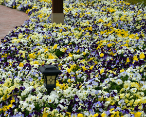 Cool Wave Trailing Hybrid Mix Pansy Seeds