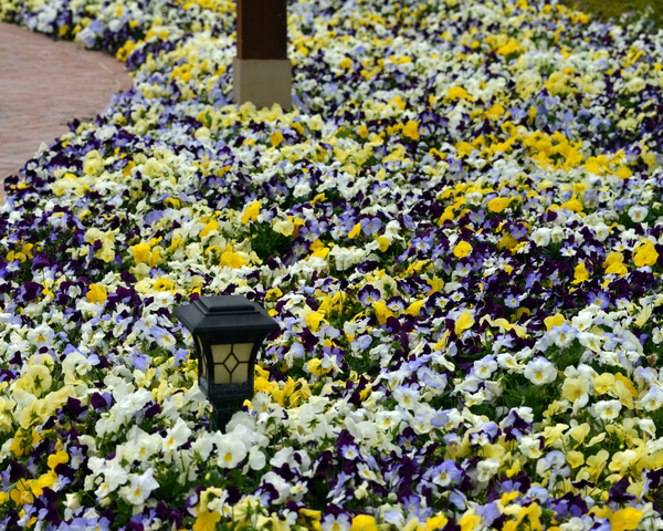 Cool Wave Trailing Hybrid Mix Pansy Seeds