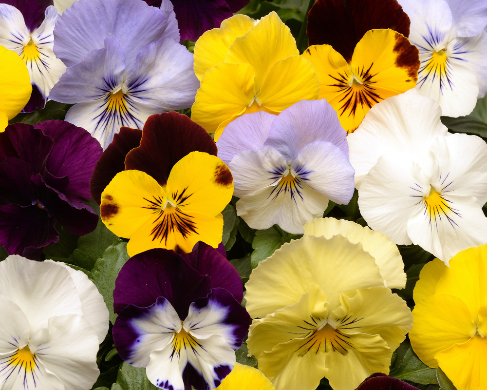 Cool Wave Trailing Hybrid Mix Pansy Seeds