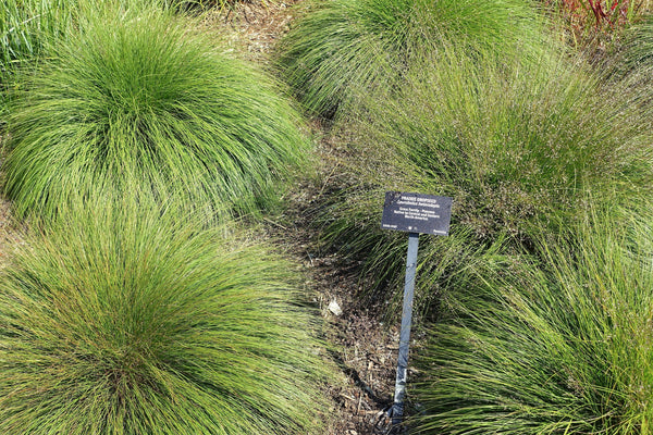 Prairie Dropseed Grass Seeds