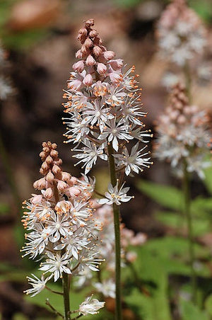 Heartleaf Foamflower Seeds