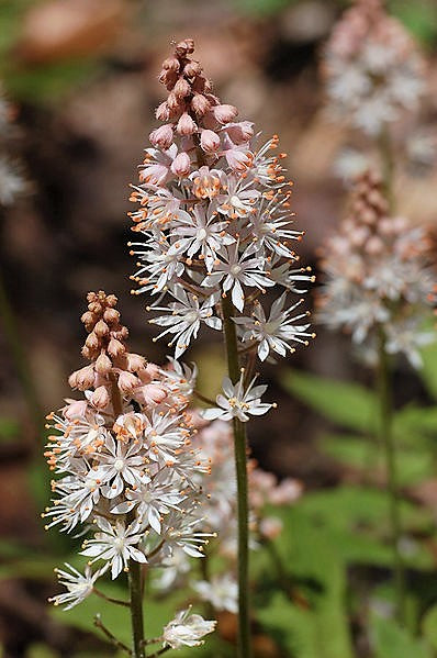 Heartleaf Foamflower Seeds