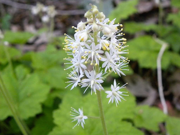Heartleaf Foamflower Seeds