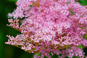 Queen of the Prairie Seeds