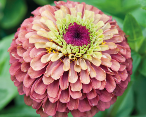 Queeny Red Lime Zinnia Seeds
