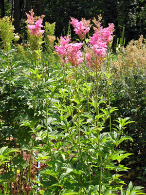 Queen of the Prairie Seeds