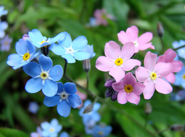 Forget Me Not Seeds - Mix