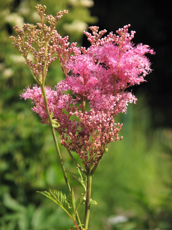 Queen of the Prairie Seeds