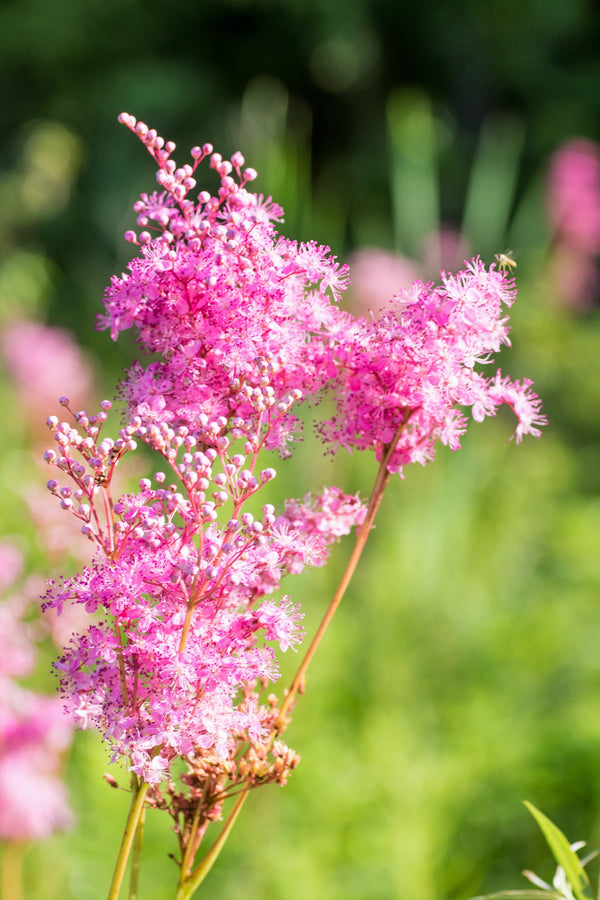 Queen of the Prairie Seeds