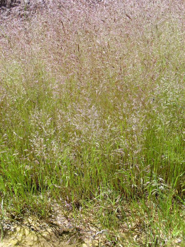 Cloud Grass Seeds