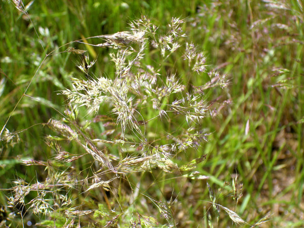 Cloud Grass Seeds
