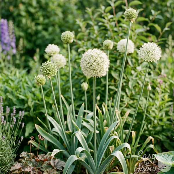 Allium Neapolitanum Flocon Bulbs – White Allium