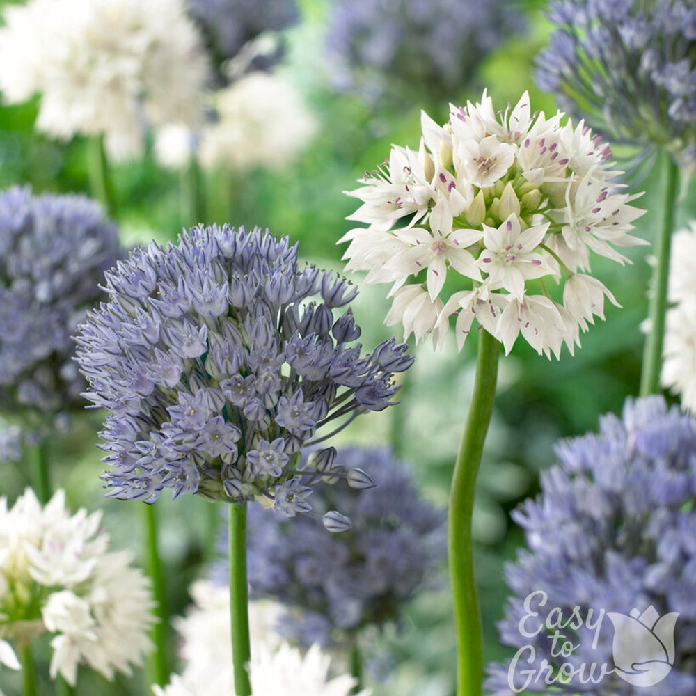 Ocean Magic Allium Bulbs | Blue & White Flower Mix