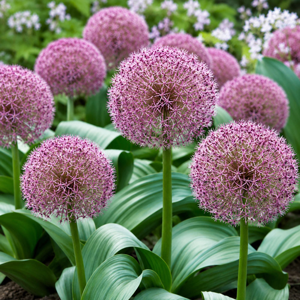 Allium Red Giant Star Bulbs – Magenta-Red Ornamental Onion