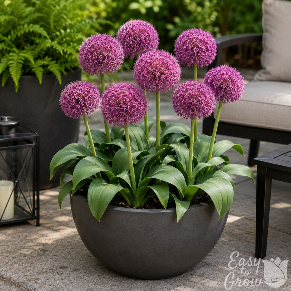 Allium Red Giant Star Bulbs – Magenta-Red Ornamental Onion