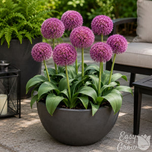 Allium Red Giant Star Bulbs – Magenta-Red Ornamental Onion