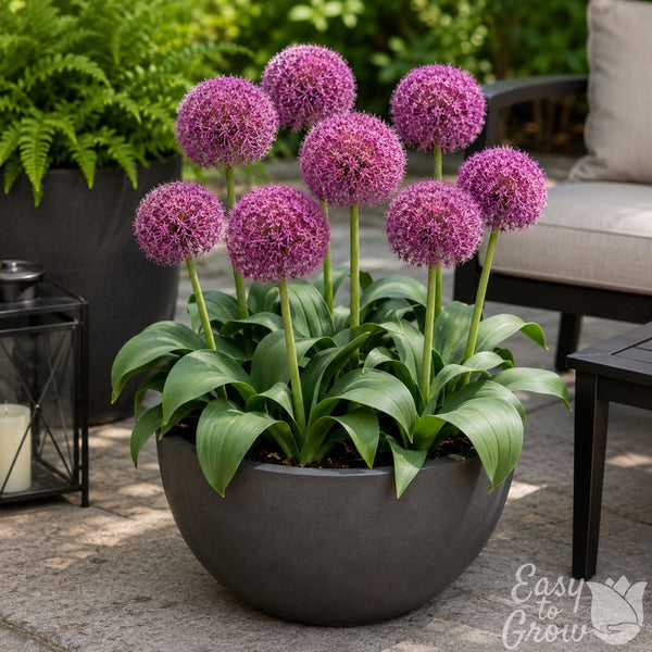 Allium Red Giant Star Bulbs – Magenta-Red Ornamental Onion