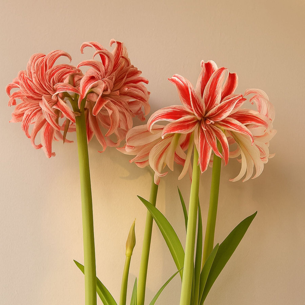 Amaryllis Doublet Bulbs – Double Red & White Striped Amaryllis Flowers