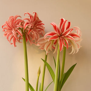 Amaryllis Doublet Bulbs – Double Red & White Striped Amaryllis Flowers