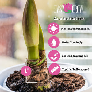Amaryllis Blossom Peacock Bulbs – Fragrant Double Red & White Flowers