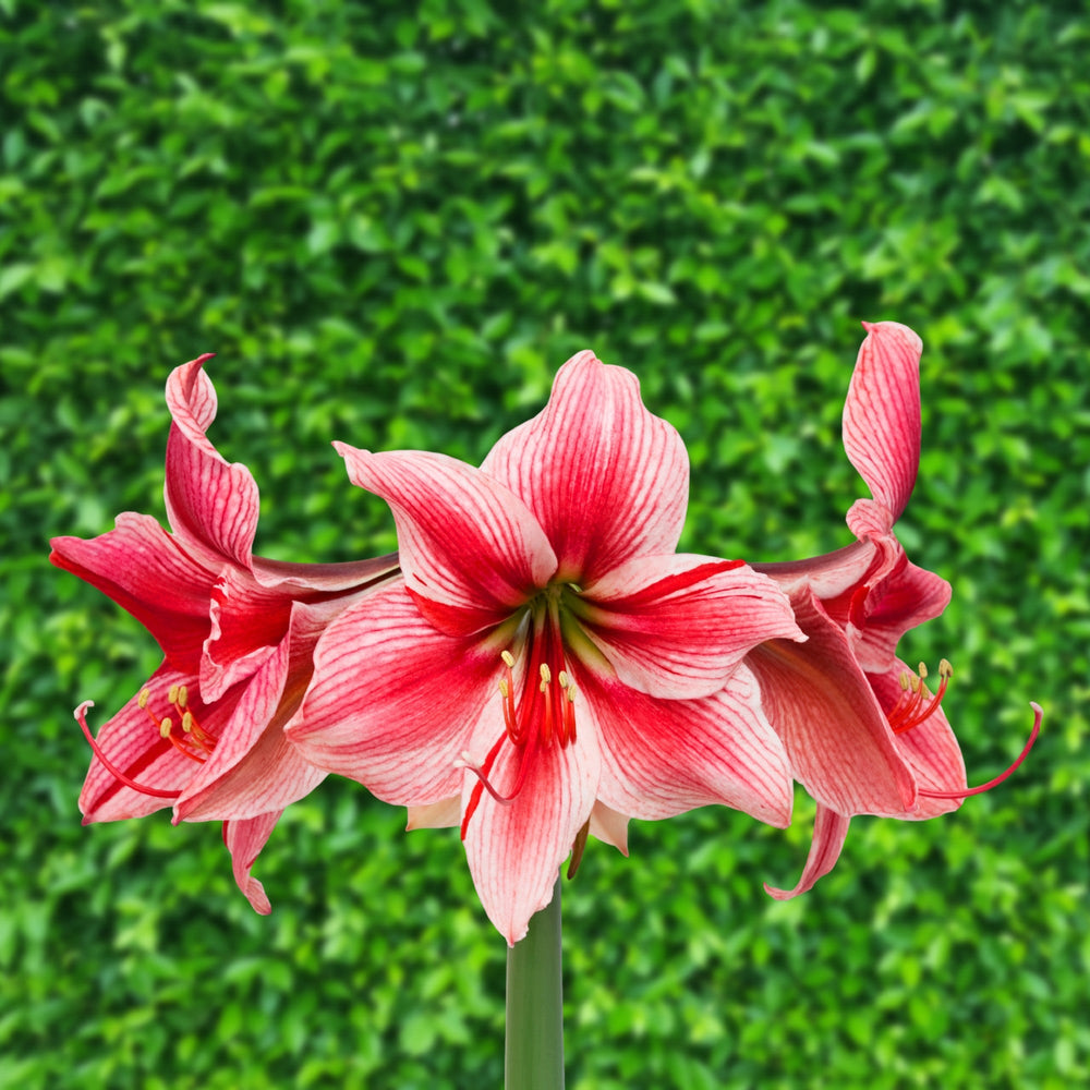 Amaryllis Gervase Bulbs – Brilliant Red, Pink & White Holiday Amaryllis