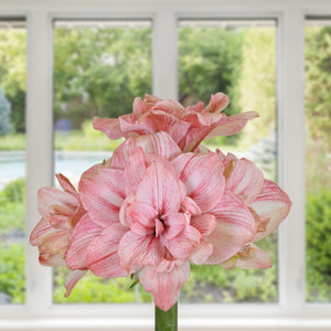 Amaryllis Replay Bulbs – Double Pink Amaryllis for Indoor & Holiday Blooms